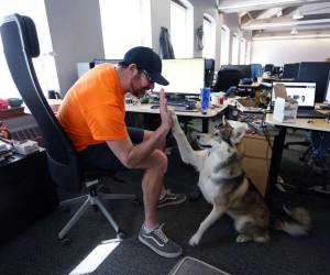 Los empleados disfrutan de sus mascotas, quienes caminan con libertad en las oficinas; estos animales tienen sus propios espacios.