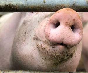 En ningún momento se registró actividad eléctrica en el cerebro de los animales, lo que descarta el retorno a la conciencia.