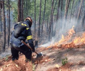 De acuerdo a cifras oficiales, hasta este lunes 15 de enero aún no se reportan incendios forestales en el país.