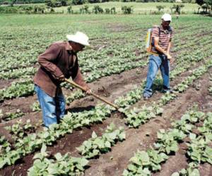 Imagen de archivo de agricultores hondureños en sus labores de siembra y cuidado de cultivos.