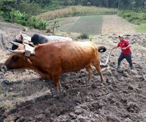Los campesinos preparan la tierra para sembrar en las primeras lluvias que caerán en la segunda mitad de mayo, según lo pronosticó Cenaos.