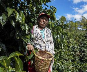 <i>El café hondureño adquiere un rostro femenino, celebrando la destacada presencia de la mujer en la industria cafetalera nacional. </i>