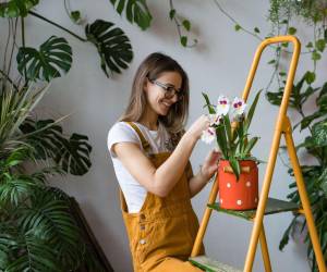 Comprender las necesidades de sus plantas conducirá a una reducción del estrés, un aire más limpio y un entorno placentero.