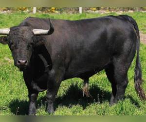 Un hombre murió al ser atacado por un toro en Catacamas, Olancho.