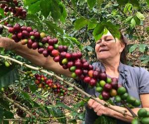 <i>La aprobación de la Política de Género para el Subsector Café de Honduras marca un hito importante en la lucha por la equidad de género en la industria del café.</i>