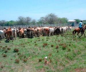El director de la OABI anunció que parte del ganado decomisado a los Pinto será sacrificado.