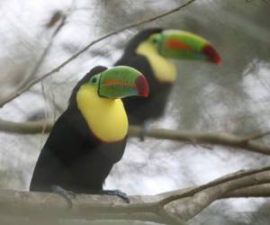 Los tucanes son una familia de aves piciformes que se caracterizan por poseer un pico muy desarrollado y de vivos colores c