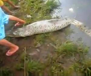 El video fue grabado por Tiffany Corlis en el borde del lago Moondarra, a unos 12 kilómetros al noreste de Mount Isa, en el interior de Queensland.