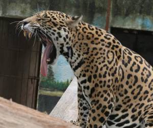 El jaguar es alimentado con cabezas de terneros o vacas, aseguró la institución (Fotos: Efraín Salgado).