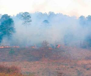 Hasta la fecha, 2,120 hectáreas de bosque se han incendiado.