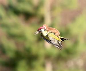 Un pájaro carpintero en pleno vuelo...con una comadreja a cuestas. (Foto: Martin Le-May)