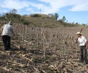 Los pobladores que residen en el corredor seco de Honduras serán los más afectados por la intensa sequía