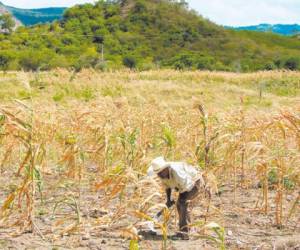 Según pronósticos del SMN, El Niño se extenderá hasta febrero de 2016.