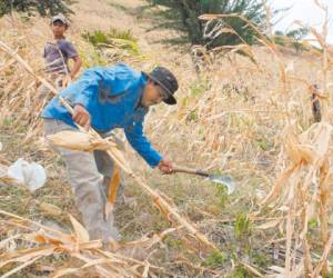 La falta de lluvias por el fenómeno El Niño, provocó la pérdida de los cultivos en los municipios ubicados en el corredor seco. El gobierno ha enviado ayuda alimentaria para las familias que perdieron las cosechas.