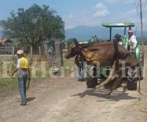 Los animales presentan problemas de desnutrición.