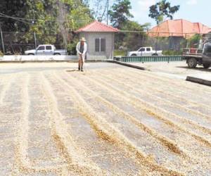 El secado al sol del café es una de las prácticas ancestrales que no abandonan los caficultores de la zona de Olancho. De forma posterior el grano es seleccionado para la venta.