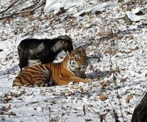 Un tigre en el zoológico ruso se hizo amigo de una cabra.