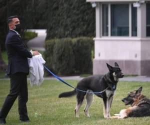 Major y Champ, mascotas de Joe Biden. FOTO: AFP