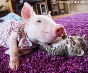 La amistad menos pensada entre una gata y una cerdita