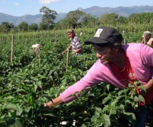 Los pequeños productores, que sostienen el aparato productivo, han sido los menos beneficiados con la exoneración del 15%.