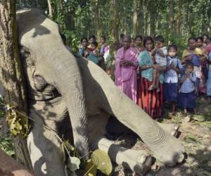 Veintiséis elefantes murieron envenenados con cianuro en varios parques naturales de Zimbabue