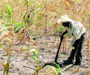 El informe detalla que el fenómeno de El Niño ha agudizado la situación de inseguridad alimentaria en el corredor seco.