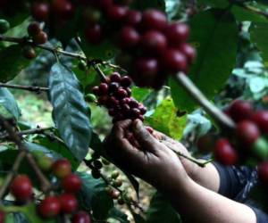 1,328 millones de dólares generó la exportación de café en la cosecha 2016/2017. (Foto: El Heraldo Honduras)