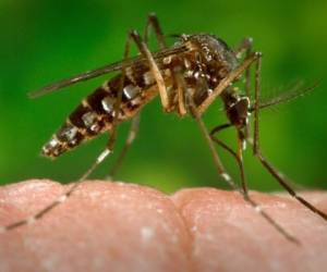 Las autoridades de Salud recomiendan a la población vigilar las medidas de prevención como evitar la picadura del mosquito transmisor.