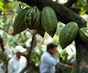 El cacao blanco se diferencia por el color del grano y por el sabor. Copán es el lugar del país donde hay pequeños cultivos.