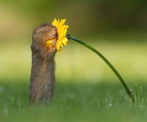 El momento en el que una ardilla se detiene para oler una flor en Viena, Austria, tiene encantados a los internautas y además se ha vuelto viral. Foto: Cortesía Facebook Dick van Duijn.En la foto se observa al roedor con los ojos cerrados mientras olfatea una flora que sujeta con sus patas.