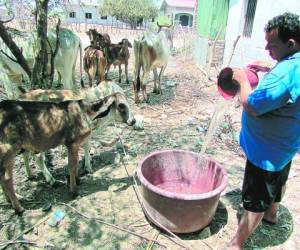 Amílcar Nájar tiene que usar agua tratada para sus reses.