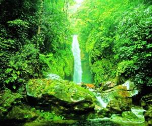 La admirable cascada Pico Bonito tiene una altura de 36 metros y para llegar a ella se debe recorrer dos horas de caminata.