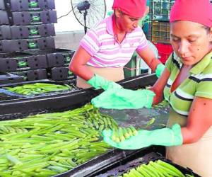 Productos alternativos como la ocra están permitiendo la generación de empleos y de divisas a la zona sur de Honduras.