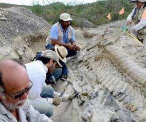 También fueron localizados restos fósiles marinos que aportan datos para la historia de esta región, que fue mar hace más de 70,000 años, informó la institución.