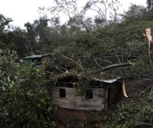 Las ramas de los árboles caídos cubren una casa después del paso del huracán Iota en Siuna, Nicaragua, el martes 17 de noviembre de 2020. Foto: AP