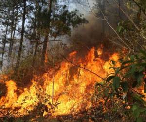 El fuego comenzó en las zacatera que se ubica en la zona boscosa de El carpintero. Foto: David Romero/Diario El Heraldo Honduras.