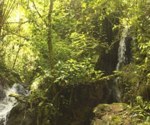 La Reserva Antropológica y Forestal Pech Montaña El Carbón se divide entre los municipios de San Esteban (65% del área) y de Dulce Nombre de Culmí (35% del área), Olancho.