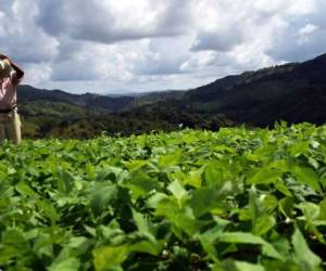 'La semilla CENTA EAC está totalmente exenta de un proceso transgénico'.