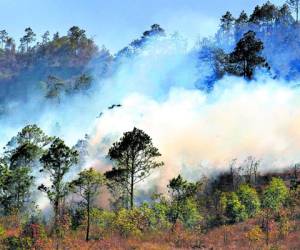 Los incendios forestales cada vez hacen destrozos sin que nadie los frene.