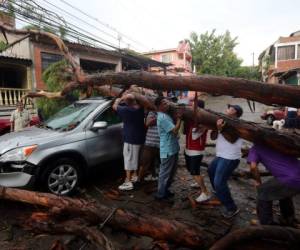 En la colonia El Álamo un árbol de eucalipto cayó sobre una camioneta al ceder por la lluvia y los fuertes vientos.