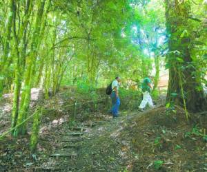 A través de este plan se evitará la destrucción de las zonas forestales.