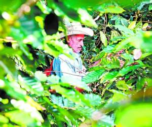 Alrededor de 1.2 millones de empleos generan al año unos 120,000 productores a nivel nacional. Para lograr cortar el grano se contratan corteros de los países vecinos.