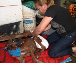 Silvia Alfaro mientras colocaba el pañal a un perro atropellado. Fotos: EL HERALDO/José López.