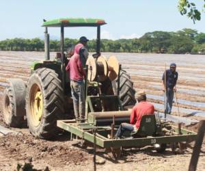 La agricultura absorbe más de la quinta parte de la población asalariada de Honduras, de acuerdo con la STSS.