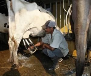 Los costos de producción han aumentado en más de un lempira, informaron representantes de los productores de leche.