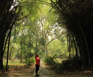 Lancetilla es la mayor reserva biológica de Centroamérica y un refugio verde para los amantes del ecoturismo y la aventura.