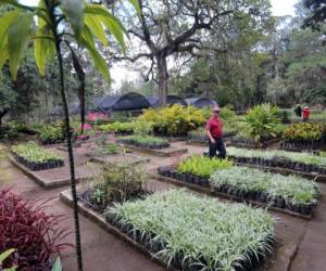 El jardín botánico será un espacio para preservar y cultivar ejemplares nativos del Distrito Central.