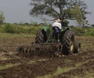 La producción agrícola se ha diversificado para ampliar el mercado de distribución en el mundo.