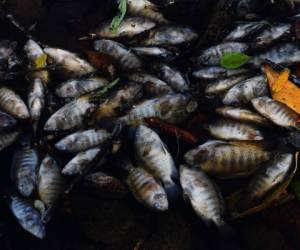 Estudios de la Universidad San Carlos, en Guatemala, han demostrado que el Lempa está contaminado en forma permanente, pero el mayor impacto lo sufre durante la cosecha de café, destaca Aguirre. (Foto: AFP/ El Heraldo Honduras/ Noticias Honduras hoy)