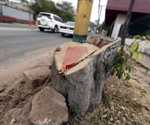 Solo los troncos de los árboles han quedado. Foto: Marvin Salgado/EL HERALDO.